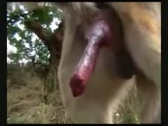 Curious fellow acquires his K9 good and hard then continues to record the beasts leaking 10-Pounder